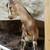 Nigerian Dwarf and Mini Lamacha buckling goats 9 thumbnail