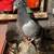 Breeder pigeons 5 thumbnail