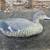 Oversized black duck decoy by G & H Decoys 3 thumbnail