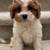 Toy Mini Cavapoo Puppy 1 thumbnail