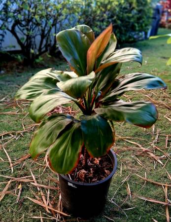Dark Pink- Trimmed Round-Leaf Prettier Ti Potted Plant 4 gallon 1