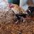EGGS FOR INCUBATION n ROOSTERs for Sale 13 thumbnail