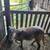 Katahdin Ewes 2 thumbnail