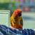 HandFed Sun Conure 3 thumbnail