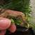 Crested gecko babies 4 thumbnail