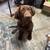 Chocolate Lab 2 thumbnail