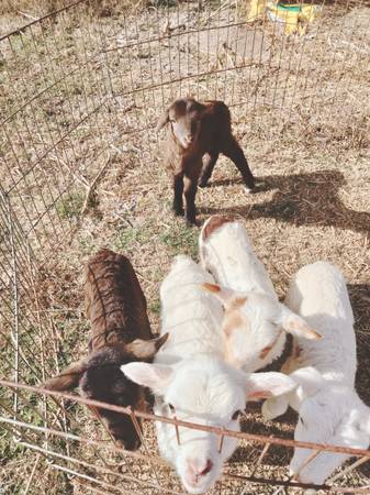 Bottle baby lambs and 1 bottle baby Billy 1