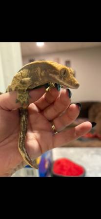 Crested Gecko63844235052161120