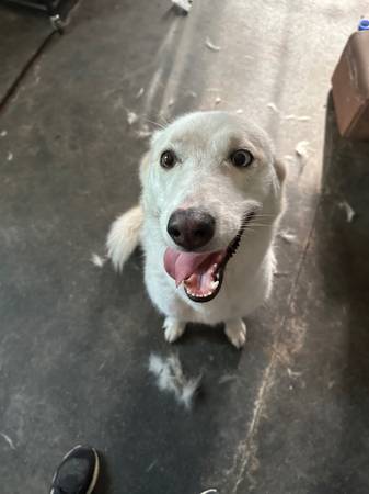 Husky completamente blanco63774332157057122