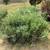 Oleander plants 4 thumbnail