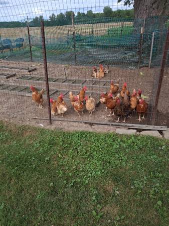 chickens 1