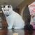 Boy Exotic shorthair kitten 9 thumbnail