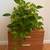 Full size Pothos Plant 3 thumbnail