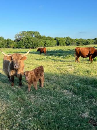 HIGHLAND CALVES! 1