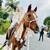 Pony rides on Horses, Unicorns, Minis and Carts 13 thumbnail