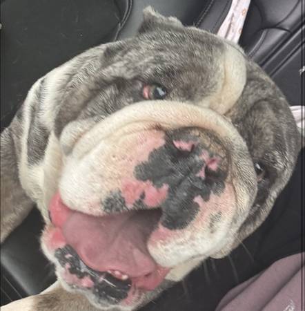 Pitbull inglés desaparecido (Fresno)