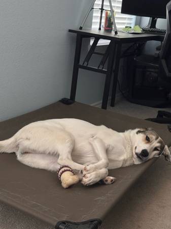 In need of a loving home (Navasota)63839342829185123