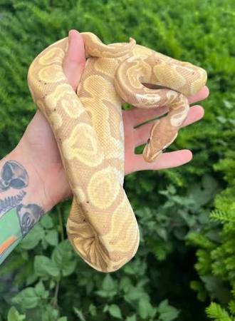 Ball python with tank 1