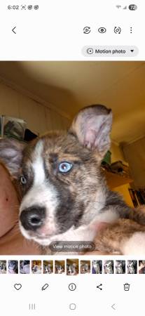 PITSKY PUPS own mom and dad (Maple Hill)63925384419459122
