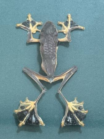 Insect Taxidermy - Various Items 1