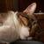 Cats for sale -Kiki & Lucky 3 thumbnail
