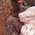 Young Roosters 4 thumbnail