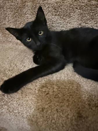 Cats (Watertown)63994157365635120