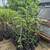 Rosenyanki persimmon 1 thumbnail