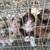 I have theses Aussiedoddle puppies for sale 1 thumbnail