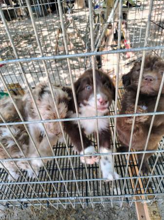 I have theses Aussiedoddle puppies for sale 1