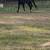 Gentle bay Gelding 9 thumbnail