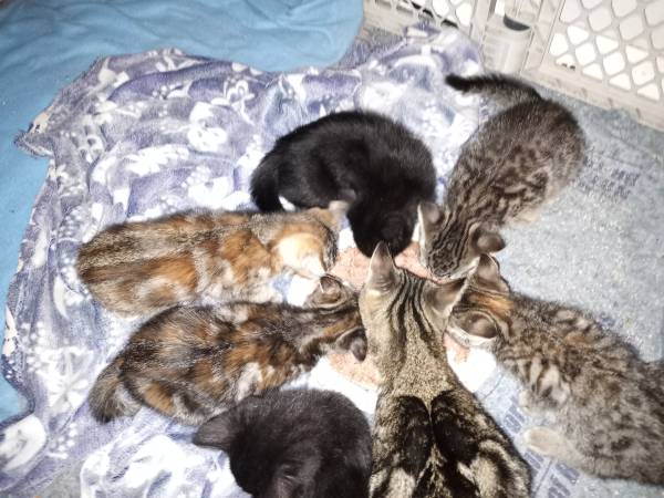 Rehoming Kittens 1