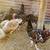 Speckled Sussex hens and roosters 1 thumbnail