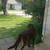Lost dog 7 thumbnail