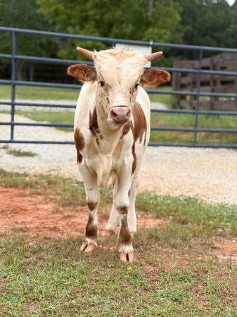 Mini Lullsr Miniature Longhorn Bull calf - farm & garden - by owner - sale - craigslist