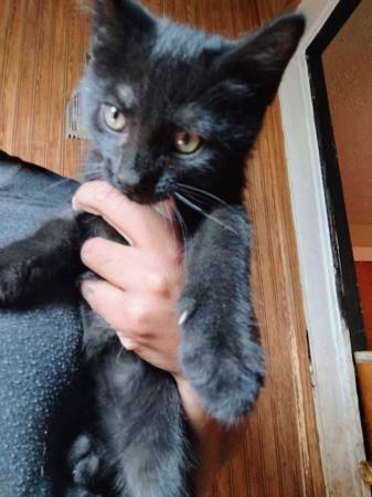 Kitten (Cleveland)63939179235331121