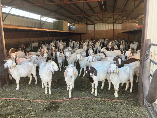 125 goats 1