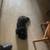 Shih Tzu 15 thumbnail