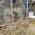 Tomato Cages 1 thumbnail
