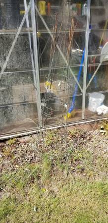 Tomato Cages 1