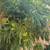 Curry leaves and moringa 9 thumbnail
