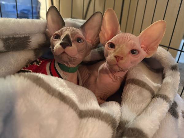 Sphynx kittens 1