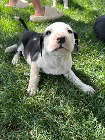 Rehoming pups! (Warden)63656878809731123