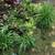 Different plants and ground cover for sale 4 thumbnail