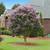 Muskogee Crape Myrtle (Summer Clearance price) 1 thumbnail