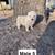 Great Pyrenese 10 thumbnail