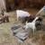 Goats - Boer 11 thumbnail