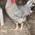 Roosters 1 thumbnail