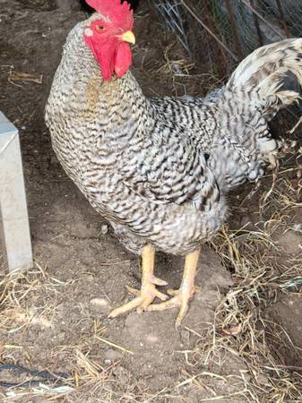 Roosters 1