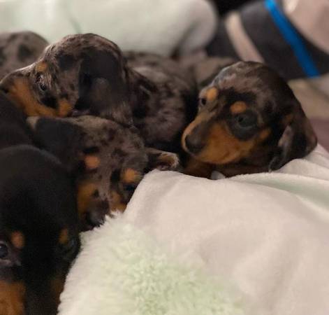 Happy dachshundDog (209)250-8six61)